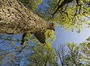 Images Dated 16th May 2009: Oak (Quercus sp) Matsalu National Park, Estonia, May 2009
