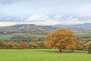 Overcast Prints: Oak (Quercus sp) tree and surrounding countryside in autumn