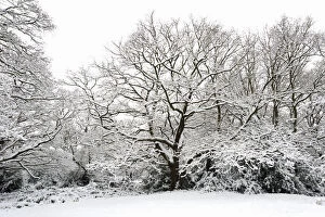 Images Dated 21st January 2013: Oak tree (Quercus robur) covered in snow, Epping Forest, London, UK, January