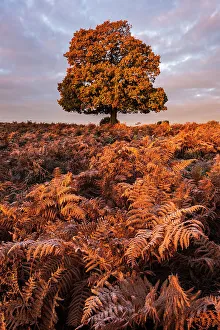 Pteridophytina Prints: Oak tree (Quercus robur) growing among bracken (Pteridium aquilinum)