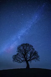 Dicot Gallery: Oak tree (Quercus robur) silhouetted against night sky with stars, Brecon Beacons National Park