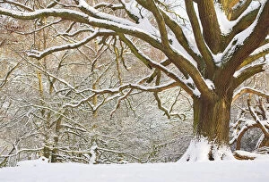 Oak tree (Quercus robur) in snow, Hampstead Heath, London, UK, January 2013