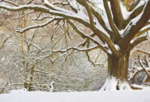 Images Dated 2013 January: 
