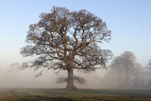Trees Gallery: Oak tree (Quercus robur) in winter mist, parkland, Herefordshire Plateau, England