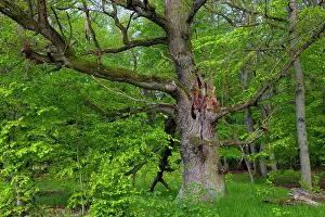 Tree Hole Prints: Oak tree (Quercus sp.) with broken branches and many tree hollows