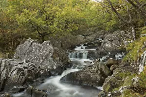 Snowdonia Gallery: Oak woodland with mosses and running water, near Dolgellau, Snowdonia, North Wales
