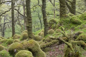 Oak woodland in spring with moss covered glacial rocks, Sunart Oakwoods, Ardnamurchan Oak woodland in spring with moss covered glacial rocks, Sunart Oakwoods, Ardnamurchan