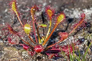 Heathland Prints: Oblong-leaved sundew (Drosera intermedia)