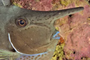 Ocean Pacifique - Nouvelle caledonie - Gros plan de la tete d un nason licorne