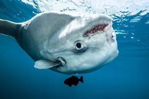 Osteichthyes Collection: Ocean sunfish (Mola mola) off Halifax, Nova Scotia, Canada. July
