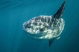 Images Dated 20th July 2018: Ocean sunfish (Mola mola) off Halifax, Nova Scotia, Canada. July