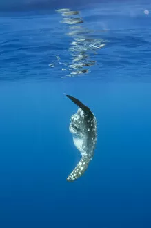 Images Dated 18th June 2009: Ocean sunfish (Mola mola) Pico, Azores, Portugal, June 2009