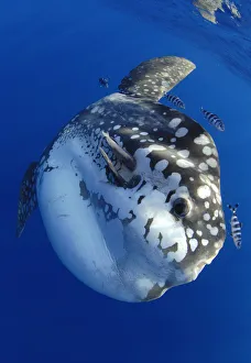 Ocean sunfish (Mola mola) and Pilot fish (Naucrates sp). Tenerife, Canary Islands