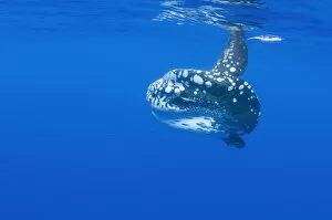 Images Dated 18th June 2009: Ocean sunfish (Mola mola) with shoal of fish swimming past, Pico, Azores, Portugal