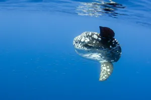 Magnus Lundgren Prints: Ocean sunfish (Mola mola) with a shoal of fish swimming past, Pico, Azores, Portugal