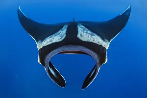 2019 March Highlights Collection: Oceanic manta (Mobula birostris). Cousins Rock, San Salvador Island, Santiago Island