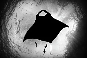 Oceanic manta ray (Mobula birostris) accompanied by three Black jacks (Caranx lugubris) silhouetted, Revillagigedo Islands, Mexico, Pacific Ocean
