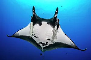 January 2023 Highlights Prints: Oceanic manta ray (Mobula birostris) with cephalic fins curled as classic devil ray horns