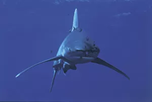 2009 Highlights Collection: Oceanic whitetip shark {Carcharhinus longimanus} and Pilotfish {Naucrates ductor} Red Sea