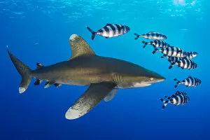 Alex Mustard 2021 Update Collection: Oceanic whitetip shark (Carcharhinus longimanus) accompanied by a group of Pilotfish