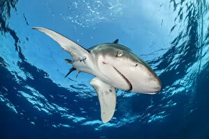 Oceanic whitetip shark (Carcharhinus longimanus) is framed by the surface