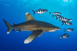 Oceanic whitetip shark (Carcharhinus longimanus) accompanied by a group of Pilotfish