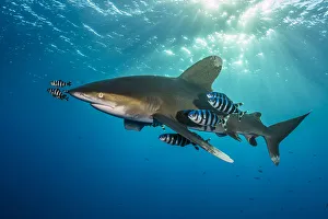 Carcharhinus Prints: Oceanic whitetip shark (Carcharhinus longimanus) accompanied by pilotfish (Naucrates