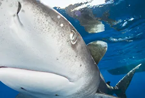 2020 April Highlights Prints: Oceanic whitetip shark (Carcharhinus longimanus) bumps into the front of the camera off