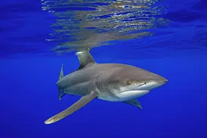 Carcharhinus Prints: Oceanic whitetip shark (Carcharhinus longimanus) female