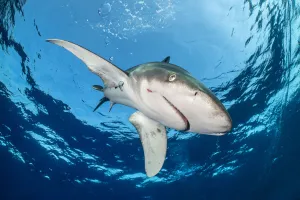 Carcharhinus Prints: Oceanic whitetip shark (Carcharhinus longimanus) is framed by the surface