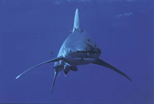 Oceanic whitetip shark {Carcharhinus longimanus} and Pilotfish {Naucrates ductor} Red Sea