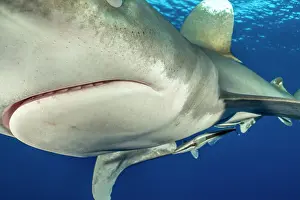 Carcharhinus Prints: Oceanic whitetip shark (Carcharhinus longimanus) portrait, Daedelus Reef, Egypt, Red Sea