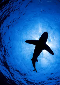 Oceanic whitetip shark (Carcharhinus longimanus) silhouette above, off Cat Island