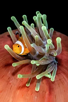 Clownfish Prints: Ocellaris clownfish (Amphiprion ocellaris) resting in its Magnificent sea anemone (Heteractis magnifica)