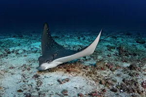 Ocellated eagle ray (Aetobatus ocellatus) searching for food in the sand over the seafloor