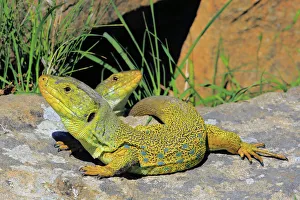 Ocellated or jewelled lizards (Timon lepidus) basking on rocks