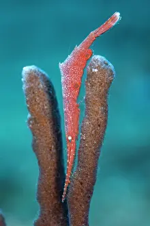 Anenome Shrimp Prints: Ocellated tozeuma shrimp (Tozeuma lanceolatum) hiding amongst sponges