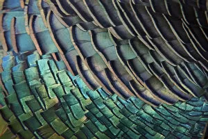Animal Marking Gallery: Detail of Ocellated Turkey (Meleagris / Agriocharis ocellata) plumage