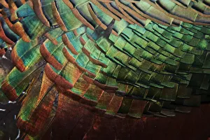 Detail of Ocellated Turkey (Meleagris / Agriocharis ocellata) plumage
