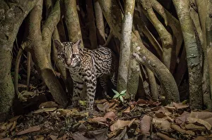 Images Dated 21st February 2016: Ocelot (Leopardus pardalis) camera trap image, Nicoya Peninsula, Costa Rica