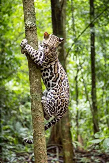 Ocelot (Leopardus pardalis) climbing a tree trunk Costa Rica, Central America, 2016