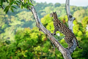 Images Dated 30th September 2021: Ocelot (Leopardus pardalis) high up in tree, Costa Rica, Central America, 2016