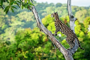 Ocelot (Leopardus pardalis) high up in tree, Costa Rica, Central America, 2016