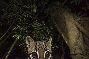 Ocelot (Leopardus pardalis) portrait. camera trap image, Nicoya Peninsula, Costa Rica