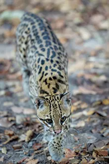 Elevated View Prints: Ocelot (Leopardus pardalis) portrait, Transpantaneira, Pantanal, Mato Grosso, Brazil