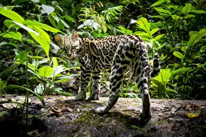 Ocelot (Leopardus pardalis) in rainforest, Costa Rica, Central America, 2016