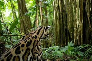 Images Dated 30th September 2021: Ocelot (Leopardus pardalis) sitting on forest floor, Costa Rica, Central America, 2016