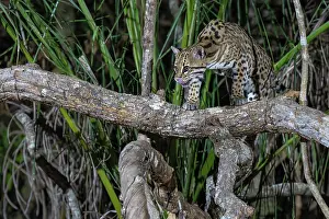 Spotted Prints: Ocelot (Leopardus pardalis) standing on branch over a river licking its nose