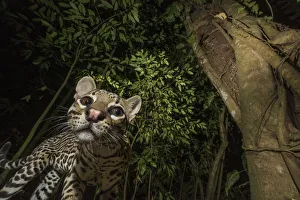 Images Dated 21st February 2016: Ocelot (Leopardus pardalis) viewed from below. camera trap image, Nicoya Peninsula