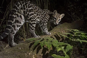 Images Dated 4th February 2016: Ocelot (Leopardus pardalis) walking, camera trap image, Nicoya Peninsula, Costa Rica